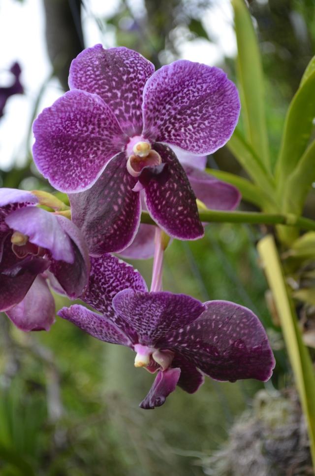 purple orchid 2